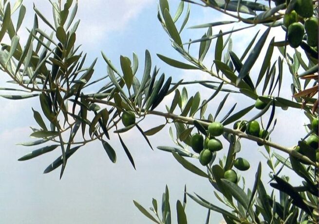 albero-di-ulivo