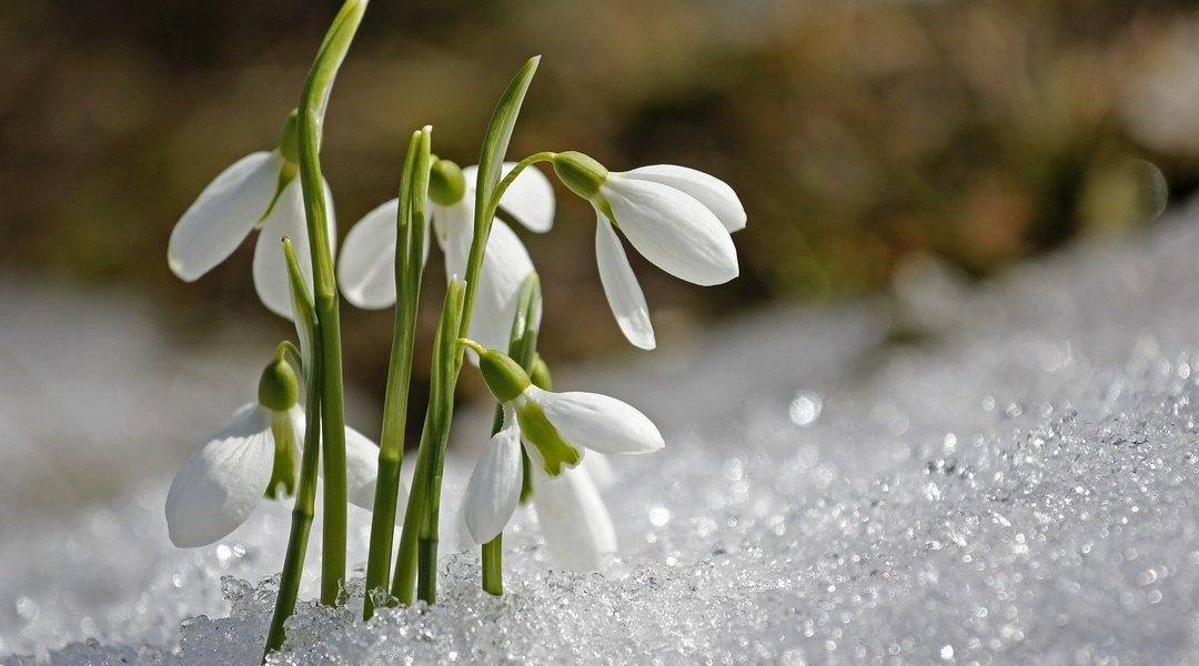 imbolc