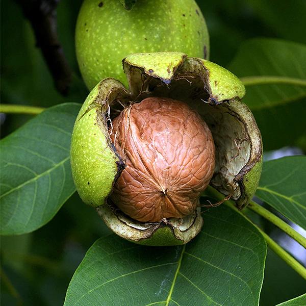 walnut noce