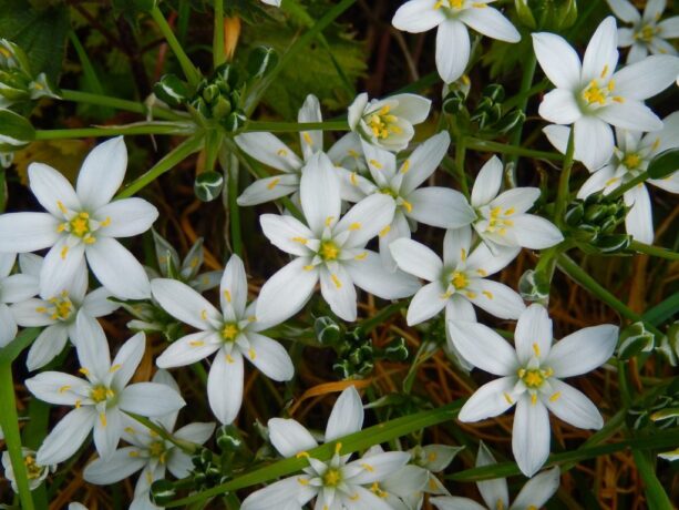 star of bethlehem