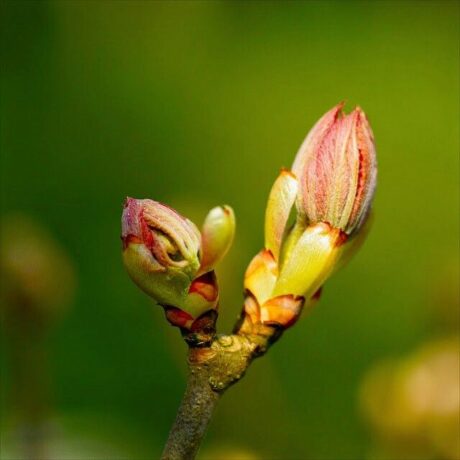 chestnut bud