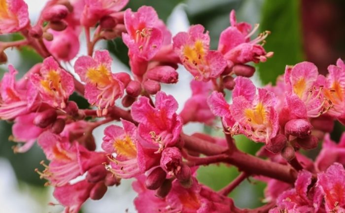 Red Chestnut, tutto sul fiore di Bach 