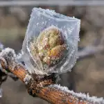 dlaczego-wiosenne-przymrozki-pozbawiaja-cie-plonow-winogron-i-jak-szybko.png