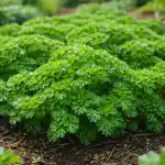 gesta-i-aromatyczna-pietruszka-na-grzadce-ogrodowej-bez-dlugiego-czasu.png