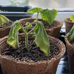 glowny-blad-podczas-sadzenia-ogorkow-w-torfie-i-jak-uratowac.png