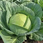moja-sprawdzona-metoda-uprawy-ogromnej-kapusty-wiosennej-bez-chemikaliow.png