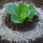 prosty-sposob-na-uchronienie-mlodej-kapusty-przed-inwazja-zarlocznych-slimakow.png
