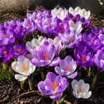 sekret-bujnie-kwitnacych-krokusow-nawet-w-najbardziej-problematycznym-miejscu.png